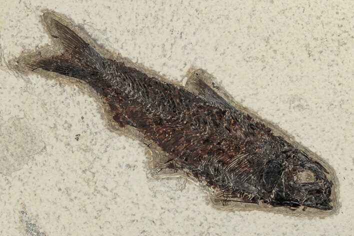 4.6" Fossil Fish (Knightia) - Green River Formation